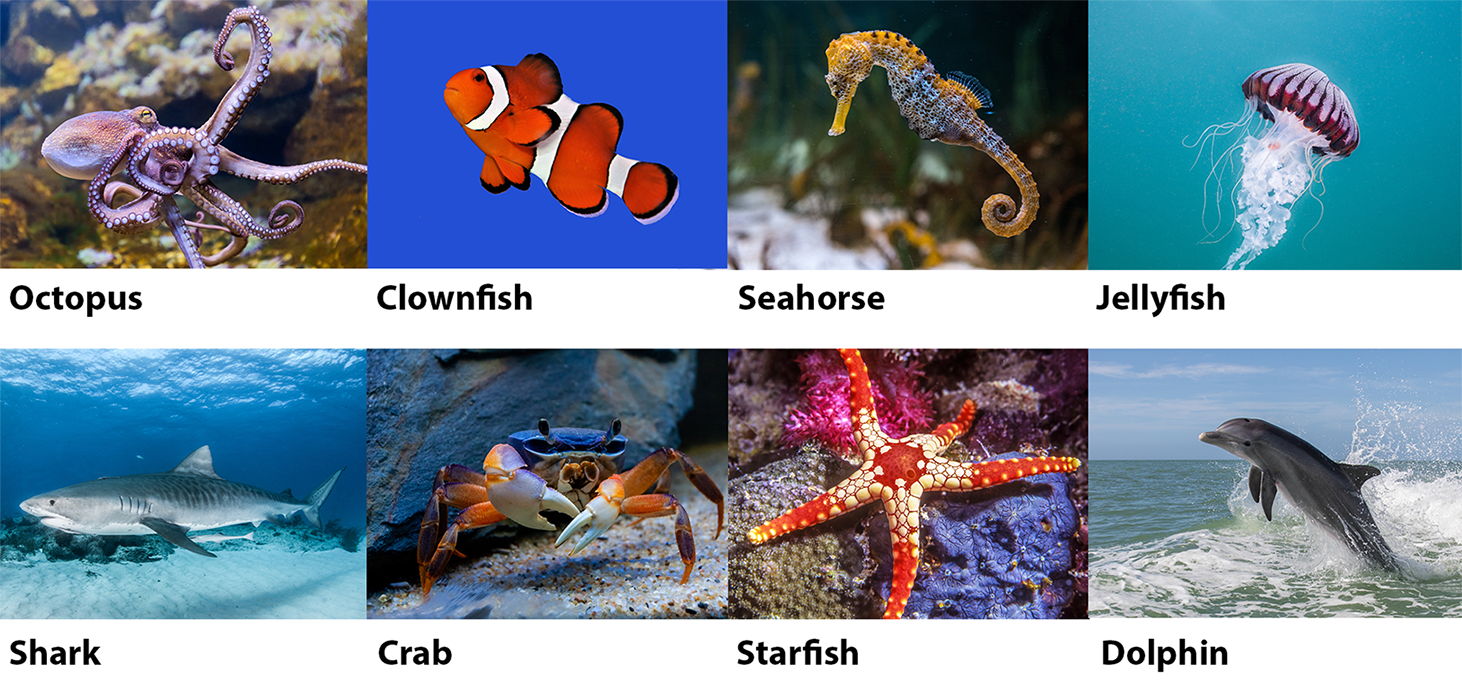 Sea creatures ages 10 and under