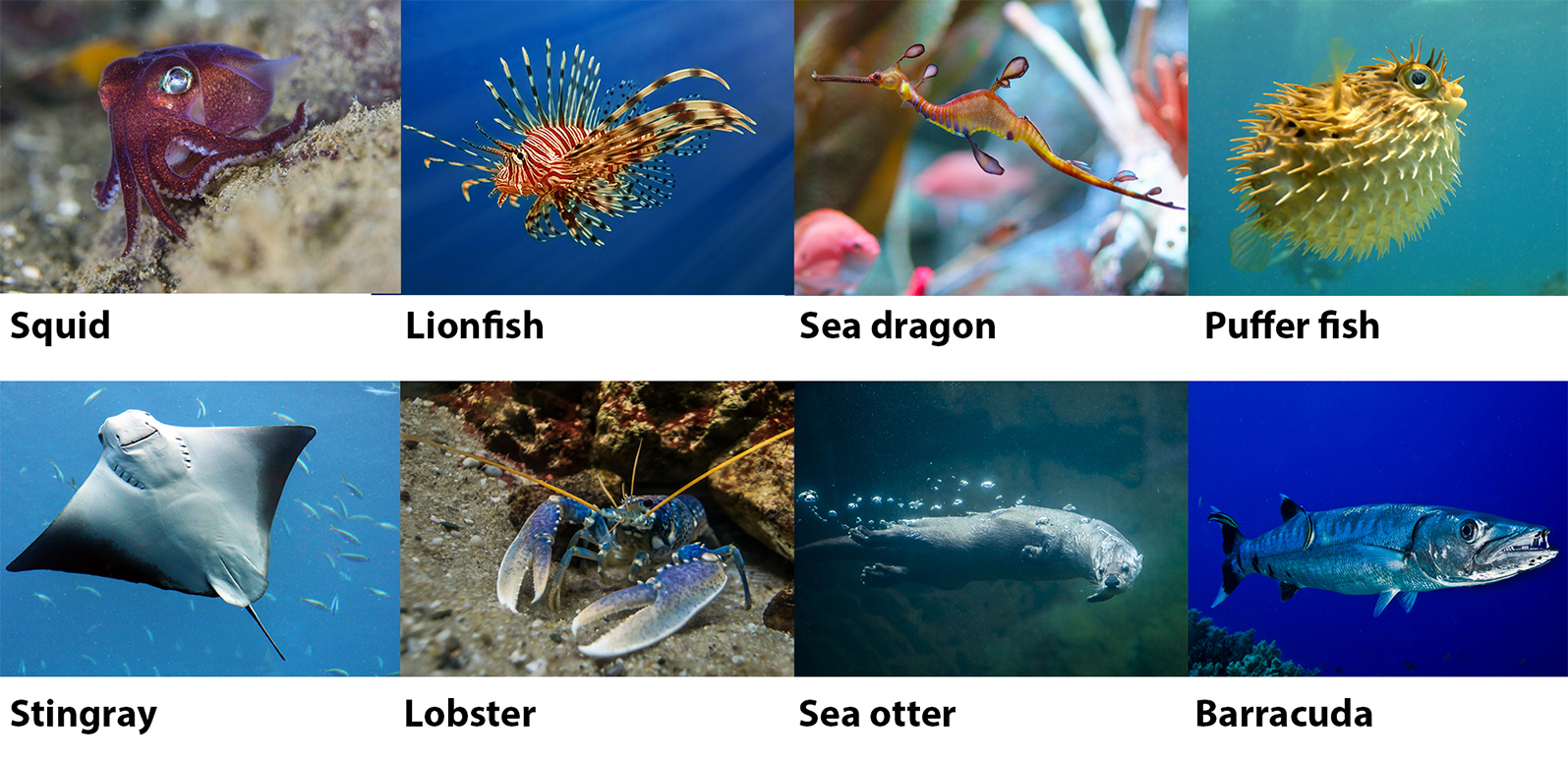 Sea creatures ages 11–14